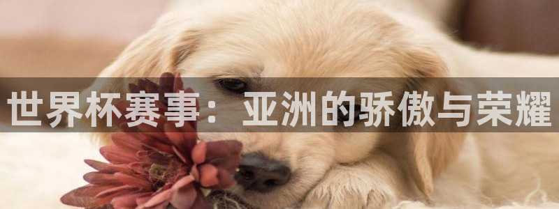 世界杯预选赛直播：世界杯赛事：亚洲的骄傲与荣耀
